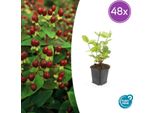 Hypericum Inodorum 'Beauty' - 48 Piante - ↕10-25 Cm - Ø9 Cm - Arbusto Ornamentale Resistente - Fiori Gialli - Amante Delle Api - Facile Da Curare