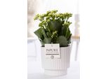 Kalanchoe Bianca In Vaso Di Ceramica Verde - Ø12Cm ↕27Cm - Pianta Da Appartamento Fiorita Con Fiori Bianchi - Facile Da Curare E Resistente - Decorazione Elegante Per Casa E Ufficio