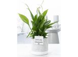 Spathiphyllum In Vaso Di Ceramica - Giglio Della Pace - Ø12Cm ↕35Cm - Foglia Singola Con Fiori Bianchi - Pianta D'appartamento Che Purifica L'aria - Facile Da Curare Ed Elegante Per Soggiorno, Ufficio E Camera Da Letto