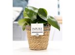 Peperomia Raindrop Nana In Cesto Ø12Cm ↕25Cm - Pianta Da Appartamento In Cesto Di Rattan Naturale - Foglie A Forma Di Goccia - Facile Da Curare E Decorativa - Ideale Per Soggiorno, Ufficio E Interni Boho