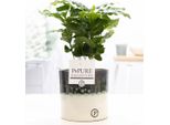 Coffea Arabica In Vaso Di Ceramica - Ø12Cm ↕20Cm - Nobile Pianta Di Caffè Con Fogliame Verde Scuro E Lucente - Pianta D'appartamento Tropicale In Moderno Vaso Di Ceramica - Facile Da Curare E Decorativa Per Casa O Ufficio