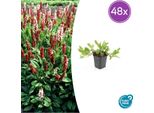 Persicaria Aff. 'Darjeeling Red' - 48 Piante - ↕10-25 Cm - Ø9 Cm - Perenne Rossa D'accento - Facile Da Curare E Tollerante Al Sole