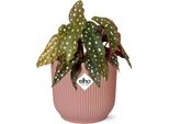 Begonia Trota - Begonia Maculata Pianta D'appartamento + Vibes Vaso Pieghevole 14Cm Rosa - Elegante Pianta Da Interno Con Puntini