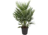 Palma Nana Verde Chamaerops Humilis - Pianta Da Appartamento 100Cm - Ø21Cm - Palma Mediterranea - Resistente - Facile Da Curare E Robusta