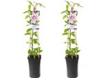 Clematis Nelly Moser - 2 Piante - Ø17Cm - Altezza 75Cm - Fiori Rosa Con Striscia Centrale Viola - Pianta Rampicante - Resistente E Facile Da Curare