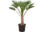 Palma Della Canapa - Trachycarpus Wagnerianus - Circa 130 Cm - Palma A Ventaglio Resistente Con Crescita Compatta - Per Il Giardino, La Terrazza E L'interno - Resistente Al Vento E Facile Da Curare
