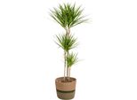 Dracaena Marginata Verde Con Cesto - Altezza 130-150 Cm - Ø 24 Cm - Elegante Pianta Da Appartamento Con Foglie Strette E Verdi - Facile Da Curare E Purificante Dell'aria Per Soggiorno E Ufficio