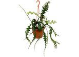 Cactus A Spina Di Pesce - Epiphyllum Anguliger - Pianta Da Appartamento - 35 Cm - Ø17 Cm - Pianta Pendente Con Foglie Seghettate - Esotica E Facile Da Curare