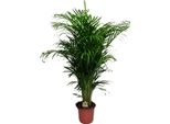 Palma Areca - Dypsis Lutescens - Pianta D'appartamento - 125 Cm - Ø24 Cm - Pianta Verde Tropicale Per Il Soggiorno, L'ufficio E Il Corridoio - Purificante Dell'aria E Facile Da Curare
