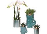 Set Con Orchidea Amabilis Bianca E Piante Grasse - Piante Da Appartamento Fiorite In Vasi Decorativi Di Ceramica Ø9 Cm E Ø6 Cm - Fresche Di Coltivazione