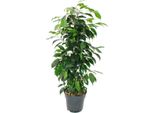 Ficus Benjamini "Danielle"" In Vaso Da 17 Cm"