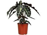 Alocasia Polly - Pianta Da Appartamento - Ø17Cm - ↕45Cm - Pianta Tropicale Decorativa Con Grandi Foglie Lucide - Pianta Verde Di Facile Manutenzione Per Interni