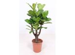 Fico Violino - Ficus Lyrata - Ø27Cm ↕120Cm - Pianta D'appartamento Tropicale Con Foglie Grandi E Lucide - Pianta Verde Facile Da Curare E Che Purifica L'aria - Per Soggiorno, Ufficio E Giardino D'inverno