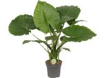 Orecchio Di Elefante - Alocasia Gageana 'California' - Pianta Tropicale Da Appartamento - Ø21Cm - ↕80Cm - Pianta Esotica Di Grandi Dimensioni Con Foglie Decorative