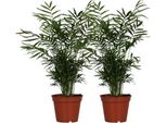 Chamaedorea Elegans - Palma Di Montagna Messicana - 2 Piante Da Appartamento - Ø17Cm - Altezza Circa 55Cm - Pianta Verde Di Facile Manutenzione Per Interni