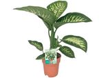Dieffenbachia Seguine Tropic Snow - Pianta D'appartamento - Ø19Cm - ↕70Cm - Pianta Sempreverde A Fogliame Ornamentale Con Foglie A Fantasia - Facile Da Curare E Purificante Dell'aria