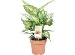 Dieffenbachia Compacta - Dieffenbachia Seguine - Pianta D'appartamento - Ø17Cm - ↕45Cm - Pianta Verde Tropicale Di Facile Cura Con Foglie Decorative - Decorazione Ideale Per Casa E Ufficio