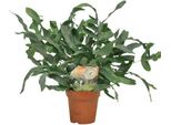 Felce Maculata - Phlebodium Blue Star - Ø12Cm - Altezza 35Cm - Pianta D'appartamento - Decorativa E Robusta
