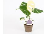 Monstera Thai Constellation - Rara Pianta Da Appartamento Ø12Cm - ↕30Cm - Foglia Variegata - Elemento Tropicale Per Ambienti Luminosi