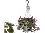 Erba Zebrata Tradescantia Zebrina Purpusii - Pianta Da Appartamento - Ø17Cm - ↕30Cm - Pianta Pendente Colorata Con Foglie A Strisce - Facile Da Curare E Decorativa