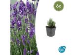 Lavanda Lavandula Angustifolia 'Dwarf Blue' - ↕10-25Cm - Ø9Cm - 6 Piante - Lavanda Nana, Profumata, Fogliame Verde-Argento, Amante Delle Api, Difficile Da Gestire
