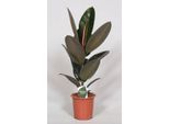 Ficus Elastica Abidjan - Albero Della Gomma - Pianta D'appartamento - Ø17Cm - Altezza 60Cm - Fogliame Verde Scuro E Lucido - Facile Da Curare E Decorativa