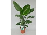 Strelitzia Arborea - Strelitzia Nicolai - Uccello Bianco Del Paradiso - Pianta D'appartamento - Ø19Cm - Altezza 95Cm - Pianta Esotica Tropicale