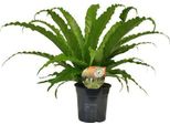 Felce Da Nido - Asplenium Osaka - Pianta Da Appartamento - Ø17Cm - ↕40Cm - Pianta Di Felce Di Facile Manutenzione Con Fronde Eleganti - Pianta Verde Tropicale Per Interni