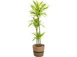 Dracaena Deremensis Lemon Lime Con Cesto - Altezza 130-150 Cm - Ø 24 Cm - Pianta D'appartamento Bicolore Con Foglie Verde Brillante - Facile Da Curare E Purificante Dell'aria Per Casa E Ufficio
