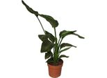 Strelitzia Arborea - Strelitzia Nicolai - Pianta Da Appartamento - Ø17Cm - Altezza Circa 65Cm - Meraviglia Di Fogliame Esotico Per Ambienti Luminosi
