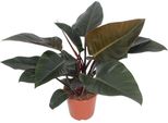Baumfreund - Philodendron Congo Red - Pianta Da Appartamento - Ø27 Cm - ↕80 Cm - Foglie A Forma Di Cuore - Purificante Dell'aria - Facile Da Curare
