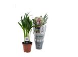 Palma Da Frutto Dorata - Dypsis Lutescens - Pianta D'appartamento - Vaso Da Ø12 Cm - Altezza Circa 40 Cm - Mini Palma Di Facile Manutenzione Dal Fascino Tropicale - Per Soggiorno, Ufficio E Bagno