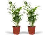 Palma Di Montagna Messicana - Chamaedorea Elegans - Pianta Tropicale Da Appartamento - Ø17Cm - ↕55Cm - 2 Piante - Palma Sempreverde Per Soggiorno E Ufficio