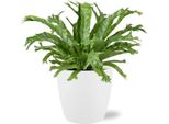Asplenium Nidus Crissie - Felce Da Nido - Pianta D'appartamento - Altezza 40 Cm - Ø17 Cm - Vaso Incluso Bruxelles Bianco Ø18X17 Cm - Decorativa, Facile Da Curare, Verde Tropicale