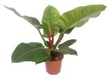 Baumfreund - Philodendron Imperial Green - Pianta Da Appartamento - Ø17Cm - ↕60Cm - Pianta Verde Tropicale Di Facile Manutenzione Con Foglie Lucide - Pianta Purificatrice D'aria Per Interni