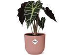 Orecchio Di Elefante Alocasia Polly - Pianta Da Appartamento Con Vaso Decorativo Vibes Fold Pink Ø14Cm - Pianta Verde Tropicale Con Foglie Accattivanti - Purificante E Decorativa - Per Il Soggiorno E L'ufficio