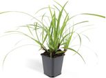 Carex Morrowii 'Ice Dance' - Erba Ornamentale Sempreverde - 24 Piante - Copertura Del Terreno - Ø9Cm - ↕10-25Cm - Facile Da Curare - Resistente - Crescita Veloce