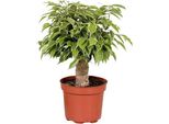 Fico Della Betulla - Ficus Benjamina Kinky - Pianta Da Appartamento Ø12Cm ↕28Cm - Pianta Verde Purificatrice D'aria Di Facile Cura Per La Casa E L'ufficio