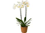 Orchidea Falena - Phalaenopsis - Altezza 50-60Cm - ⌀12Cm