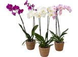 Orchidea Farfalla - X3 - Phalaenopsis In Cesta Deco - Altezza 50-60Cm - ⌀12Cm