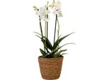 Orchidea Farfalla - Phalaenopsis Multiflora Con Cestino - Altezza 35-45Cm -⌀12Cm