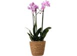 Orchidea Farfalla - Phalaenopsis Multiflora Con Cestino - Altezza 35-45Cm -⌀12Cm