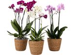 Orchidea - X3 - Phalaenopsis Multiflora In Cestino - Altezza 35-45Cm - ⌀12Cm