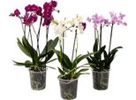 Orchidea Phalaenopsis - X3 - Phalaenopsis Multiflora - Altezza 35-45Cm - ⌀12Cm