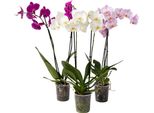 Orchidea Farfalla - Set Da 3 - Phalaenopsis - Altezza 50-60Cm - ⌀12Cm