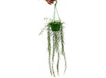 Pianta Da Interno Da Appendere - Hoya Linearis - Semaforo Fiore Di Cera 14 Cm