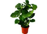 Monstera Deliciosa - Foglia Di Finestra - Vaso Da 21 Cm - Altezza 50-60 Cm Circa