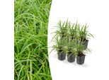 Erba Ornamentale - Carice Giapponese - Carex Morrowii 'Irish Green' - Vaso Da 9 Cm - Set Di 6 Piante