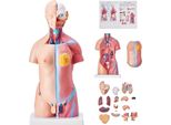 Modello Di Corpo Umano - 23 Parti, 455 Mm - Torso Anatomico - Modello Di Scheletro Anatomico Unisex - Organi Rimovibili - Ausilio Didattico Per Studenti - Dimostrazione Didattica