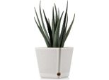 Howhomely | Fioriera Pilea Texelle, Beige, 18 X 18 Cm - Vasi Da Fiori, Design Moderno, Con Misuratore Di Umidità